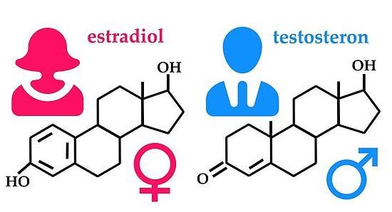 5.3. Spolni hormoni Spolne hormone uvršamo v tri sledeče skupine: androgeni estrogeni progesteroni Delež hormonov je glede na spol značilno razporejen.