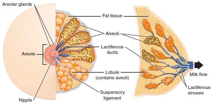 Slika 1: Anatomija dojke (NBCF, 2016). Slika 2: Anatomija področnih bezgavk dojke (Komen Greater NYC, 2015). 1.1.2 Vrste raka dojk RD delimo na dve veliki skupini neinvazivni in invazivni RD.