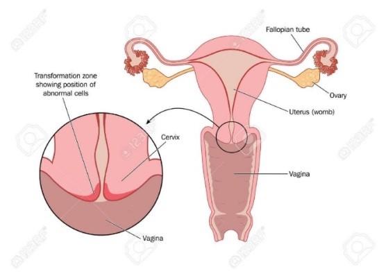 reproduktivnega sistema in povezuje glavni del maternice z nožnico (slika 8). Dolg je približno 2 cm, v večini je sestavljen iz vezivnega in mišičnega tkiva.