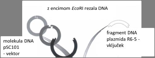 Cohen je delal na plazmidih, njihovi izolaciji in ponovnem vnosu v bakterije, Boyer pa je rezal DNA z restrikcijskim encimom EcoRI in konce ponovno združeval.