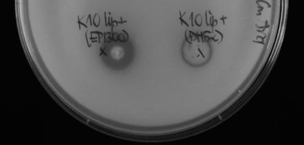 coli EPI300-T1 R in DH5α (negativni kontroli). Spodaj: pozitivna klona K10 lip+ EPI300-T1 R in DH5α. Pri obeh gostiteljskih sevih E.