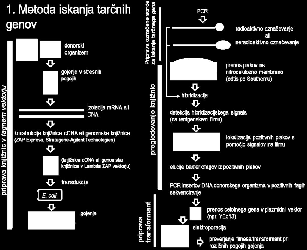 koncentracije soli), pripravili in uporabljali genomske in cdna-knjižnice (slika 4-4). Slika 4-4: Metoda iskanja tarčnih genov.