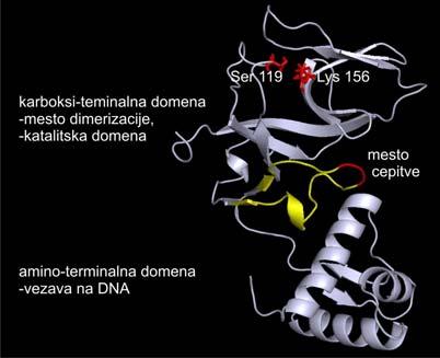 Slika 7-3: Struktura podenote proteina LexA bakterije E.