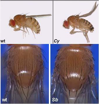 Slika 8-3: Telesa mušic z balanserskimi kromosomi. Levi stolpec, divji tip (wt); desni stolpec, sevi z balanserskimi kromosomi Cy (curly wings, kodrasta krila) in Sb (stubble, toge dlačice).