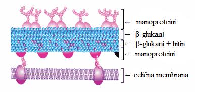 6 Kvasne celice v stacionarni fazi rasti in celo po celični smrti ohranijo β-glukanazno aktivnost v celičnih stenah in to tudi do nekaj mesecev po zaključeni alkoholni fermentaciji (Ribéreau-Gayon in