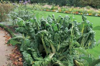 Ekološko vrtnarjenje Zelenjava za štiri letne čase Vedno več zaposlenih si želi, da bi si vsaj nekaj hrane pridelali na svojem vrtu ali celo na balkonu in terasi.