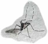 Muhe in komarji Hišna muha je škodljivec, ki je razširjen po vseh kontinentih. Edino na Antartiki je ne najdemo. Kljub razširjenosti žuželka povzroča največ težav zlasti v tropskem pasu.