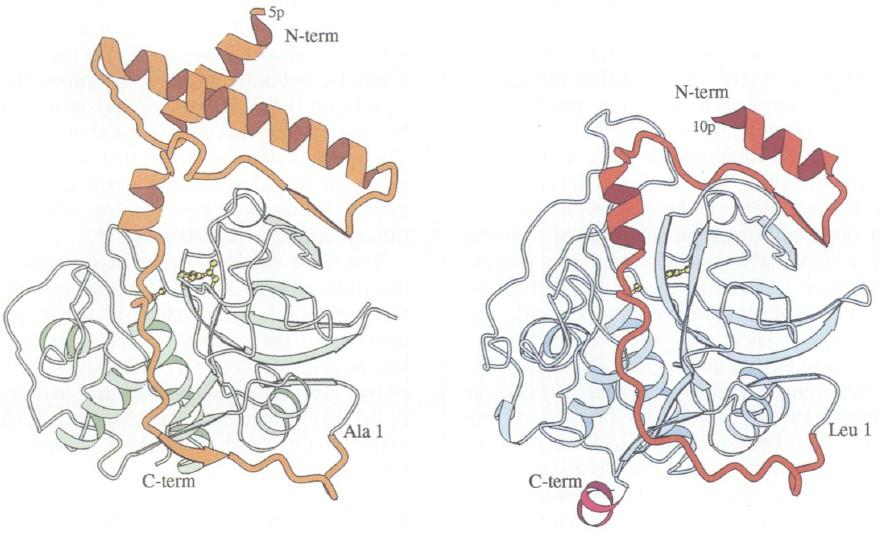 Katepsini so večinoma cisteinske proteinaze, obstajajo pa tudi aspartatne (in serinske).