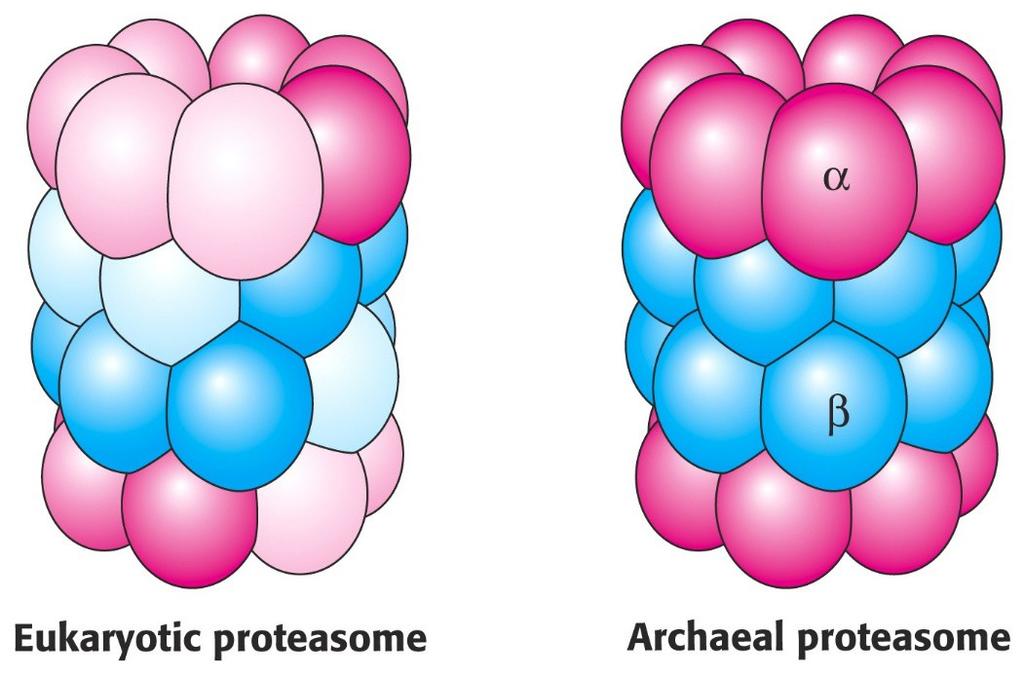 Razgradnja proteinov v proteasomu 20 S poteka samo, če je tarčni protein nezvit in ob porabljanju ATP. Vloga kape (19 S) je prepoznavanje ubikvitiniranih proteinov in njihovo razvitje.