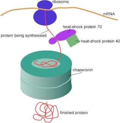 Molekulski šaperoni preprečujejo nastajanje agregatov nezvitih proteinov v celici delujejo predvsem na večdomenske proteine in proteine z več podenotami