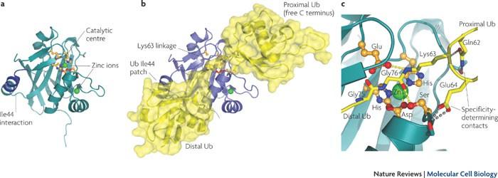 Pred vstopom tarčnega proteina v lumen se Uq odstranijo ob delovanju deubikvitinaze (DUB), ki je ena od podenot kape in je