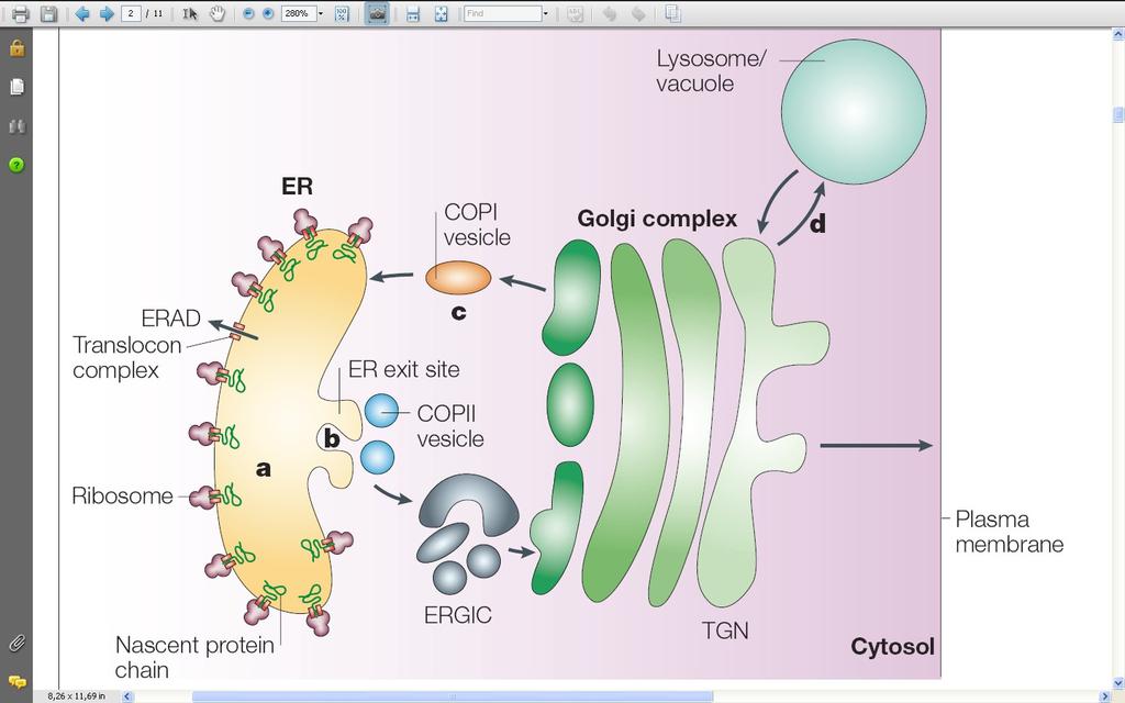 Preverjanje kakovosti proteinov v ER: kontrola nativnosti ERAD = ER-associated degradation