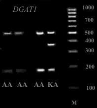 Horvat Aleksić A. Vpliv polimorfizmov izbranih kandidatnih genov na kakovost mesa lisaste pasme. 19 Slika 7: Primer genotipizacije DGAT1.