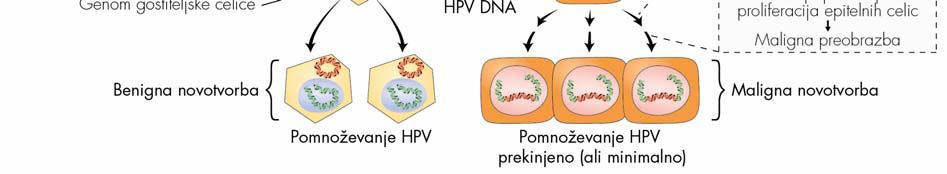 ) stopnji HPV okuži bazalne celice ploščatoceličnega epitela. V drugi stopnji pride do vključevanja (integracije) HPV DNA v genom gostiteljske celice, kar je tudi ključni dogodek v nastanku raka.