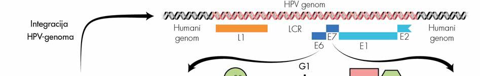 nega cikla na prehodu iz G1- v S-fazo. Njeno izražanje lahko sprožijo različni geno- ali citotoksični dejavniki, ki predstavljajo potencialno nevarnost za celico (najpogosteje so to poškodbe DNA).