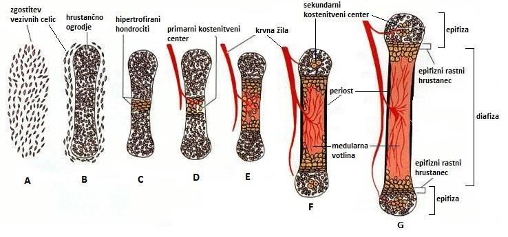 35 osteoprogenitornih celic, makrofagov ter krvnih in limfnih žil. Osteoblasti začnejo na kalcificirane hrustančne pretine odlagati osteoid in tako nastaja gobasta kostnina.