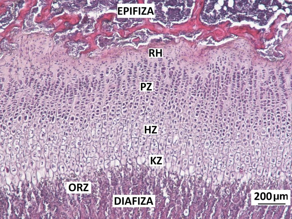 37 Slika 5: Distalni epifizni rastni hrustanec: območja enhondralne osifikacije (stegnenica 22 dni starih podgan, barvanje s HE, štirikratna povečava objektiva).