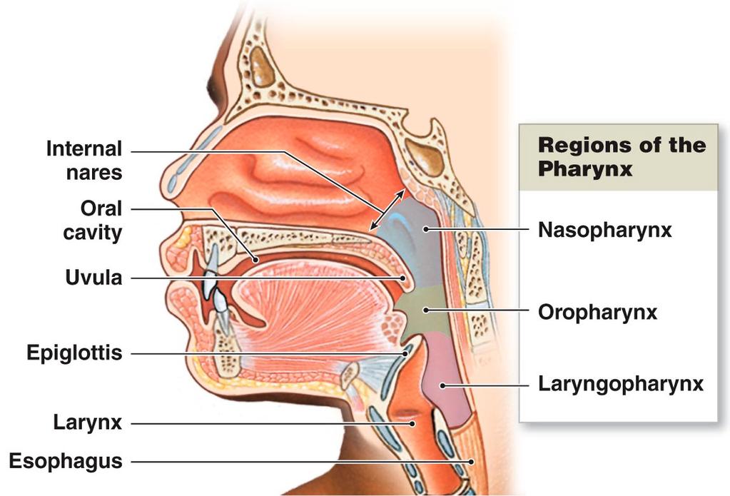 ŽRELO - PHARYNX nosna votlina - cavum nasi ustna votlina - cavum oris jeziček - uvula poklopec epiglottis grlo - larynx