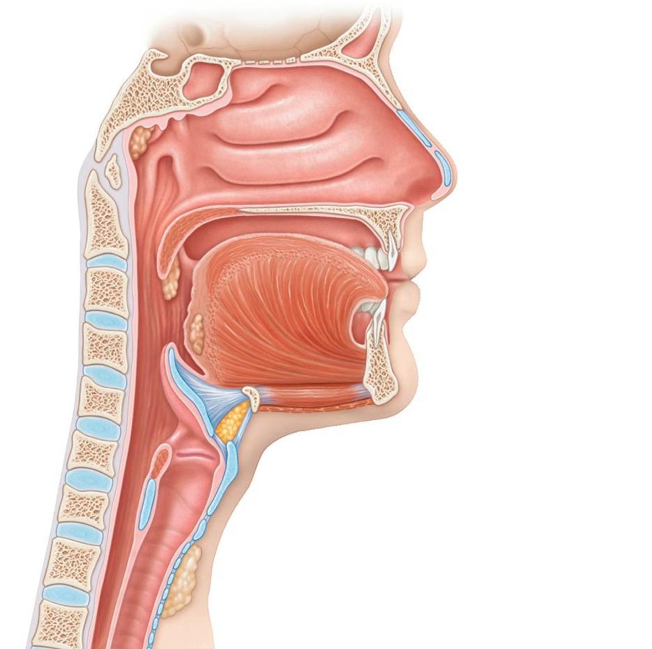 ŽRELO - PHARYNX tonsilla pharyngea tonsilla tubaria žrelno ustje ušesne troblje meja med nosnim in