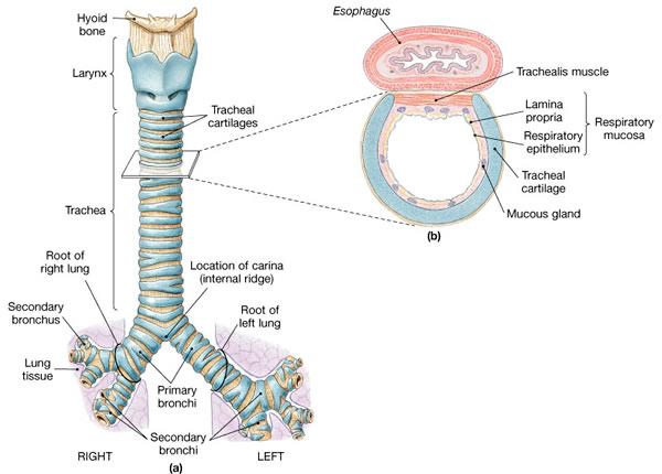 SAPNIK - TRACHEA os hyoideum esophagus larynx gladka mišica hrustanci lamina propria sluznica respiratorni epitelij hrustanec v obliki podkve trachea žleza bronchus principalis dexter carina bronchus
