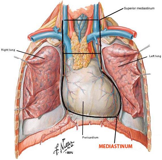 SAPNIK - TRACHEA TOPOGRAFIJA ščitnica ZGORNJI MEDIASTINUM desno pljučno krilo levo pljučno krilo Pred vratnim