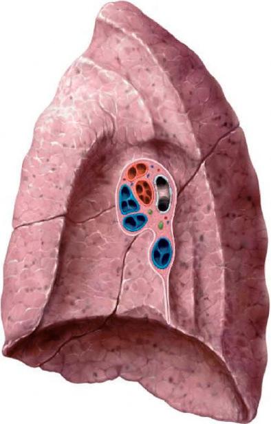 režnjev: levo pljučno krilo: fissura obliqua (1)