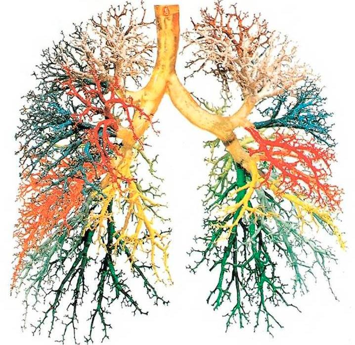 bronhialnega sistema se
