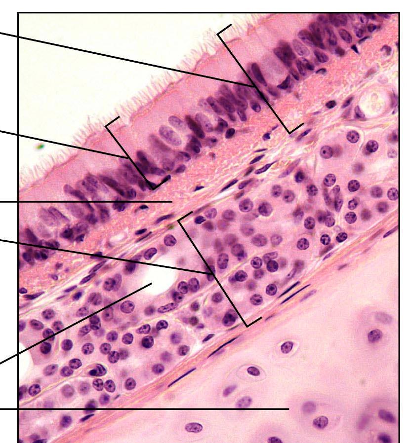 RESPIRATORNI EPITELIJ: čistilni aparat SLUZNICA (MUCOSA) migetalčni epitelij (epithelium ciliare) RESPIRATORNA SLUZNICA: odeva večino dihalne cevi žleze