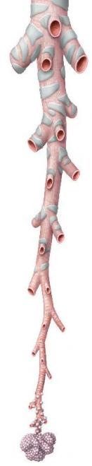 PLJUČA - PULMO ZGRADBA hrustanec gladke mišice, vezivo bronhiolus Do bronhiolov steno dihalne poti gradijo hrustanec, gladke mišice, vezivo in respiratorna sluznica.