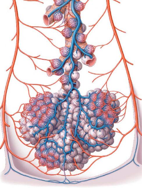 PLJUČA - PULMO ZGRADBA veja pljučne arterije veja pljučne vene kapilarno mrežje alveoli ALVEOLI- pljučni mešički: mesto izmenjave plinov mikroskopsko majhni prostori v pljučih,