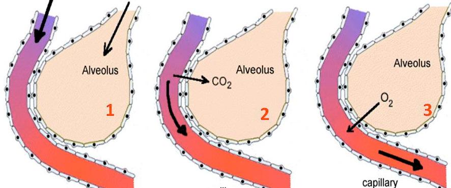 PLJUČA - PULMO ZGRADBA deoksigenirana kri ZRAK Kapilara oksigenirana kri RESPIRATORNA MEMBRANA membrana, preko katere se pri dihanju z difuzijo izmenjujeta O 2 in CO 2 gradita jo alveolarna