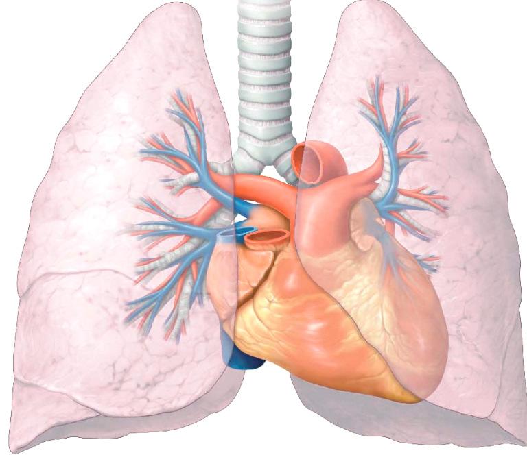 PLJUČA - PULMO PLJUČNI KRVNI OBTOK a. pulmonalis dextra truncus pulmonalis a. pulmonalis sinistra v. pulmonalis dextra v.