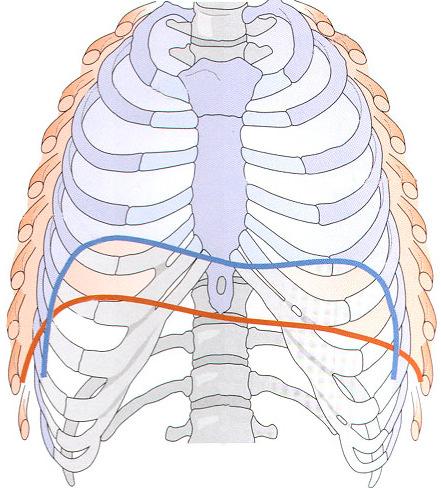 MEHANIKA DIHANJA INSPIRIJ IN EKSPIRIJ Pri dihanju se spreminja prostornina prsnega koša: VDIH IZDIH VDIH VDIH INSPIRIJ je aktivno dejanje: dihalne mišice se skrčijo prostornina prsnega koša se poveča