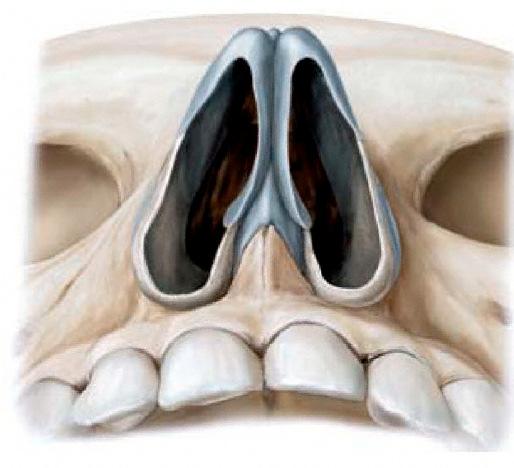 bazo tvorita: os nasale maxilla (čelni odrastek) nosnica
