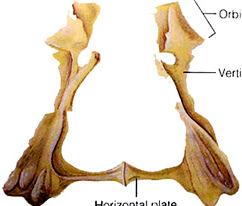 os ethmoidale -2 8 9 concha nasalis inferior -7 os palatinum os