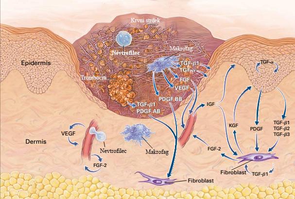 Kadunc L. Izražanje parakrinih dejavnikov matičnih celic za izboljšanje celjenja ran v in vitro modelu.
