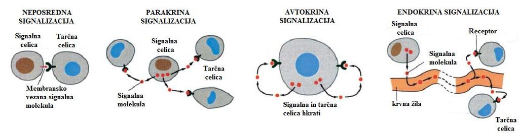 Kadunc L. Izražanje parakrinih dejavnikov matičnih celic za izboljšanje celjenja ran v in vitro modelu. 12 Slika 8: Mehanizmi delovanja rastnih dejavnikov (Braun in sod., 2002) 2.3.