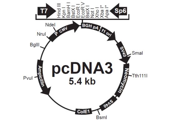 Kadunc L. Izražanje parakrinih dejavnikov matičnih celic za izboljšanje celjenja ran v in vitro modelu. 27 3.1.4 Plazmidi 3.1.4.1 pcdna3.0 pcdna3.