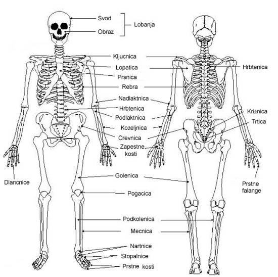 Slika 1: Človeško okostje (Vir slike: http://www.maxx.si/old/datoteke/slike/1928-skelet.jpg). Poglejmo si dolgo kost, kakršna je na primer stegnenica (slika 2).