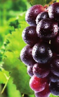 MOČLJIVA ZRNCA (WG) je lokalno sistemični fungicid za zatiranje peronospore vinske trte (Plasmopara viticola) in oidija vinske trte (Uncinula