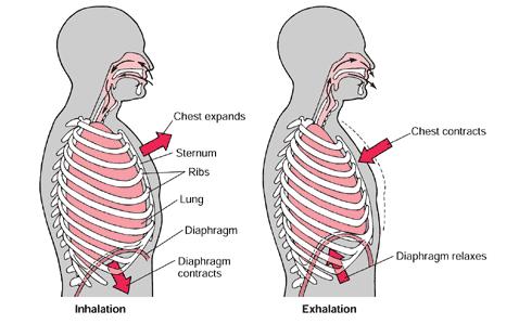 Izdih V mirovanju je izdih v glavnem pasivni proces, ki vključuje sproščanje dihalnih mišic in diafragme.