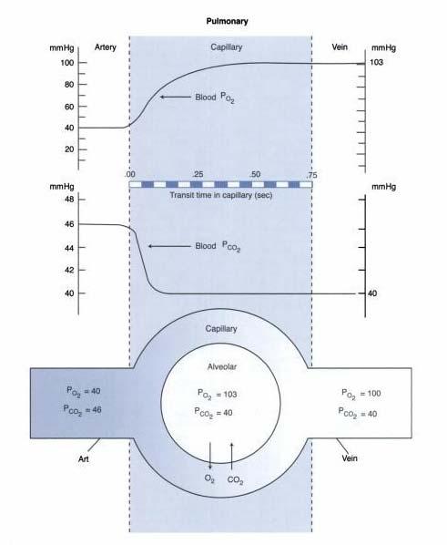 Slika 2: Razlika v delnih tlakih kisika in ogljikovega dioksida pri teku krvi skozi pljučno kapilaro.