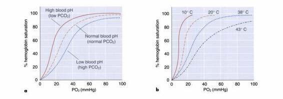 hemoglobina, kar pomeni, da je maksimalna količina kisika vezana na hemoglobin. Z zmanjšanjem Po 2 se zmanjša tudi nasičenost hemoglobina (Wilmore in Costil, 1999).