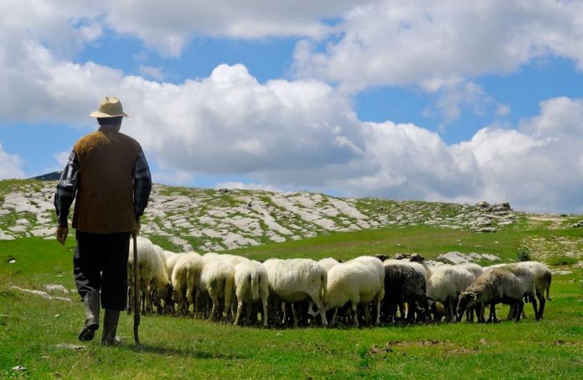SOBIVANJE Z ZVERMI KRA_VARPA, varovanje ob prisotnosti pastirja.