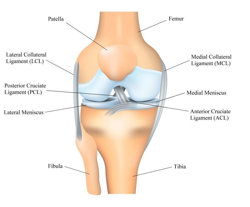 NOTRANJA VEZ (MEDIALNI KOLATERALNI LIGAMENT) Iz notranje strani je koleno stabilizirano s strani medialne skupine fleksorjev kolena (mišično tetivni aparat), ki dajejo kolenu dinamično stabilizacijo,