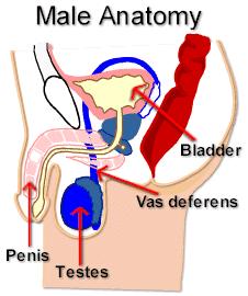Sterilizacija moškega - vazektomija Po 35.