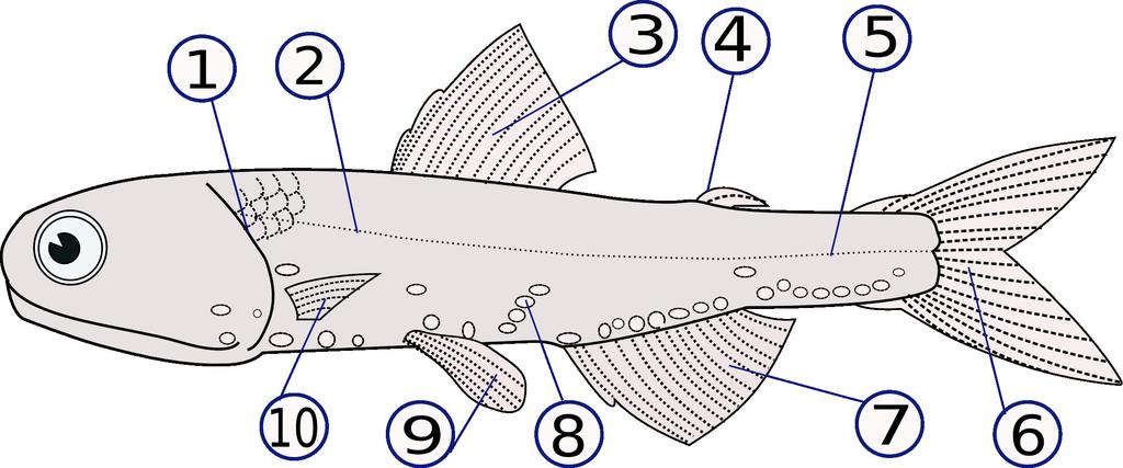 Deli telesa ribe kostnice (1) - škržni poklopec, (2) -