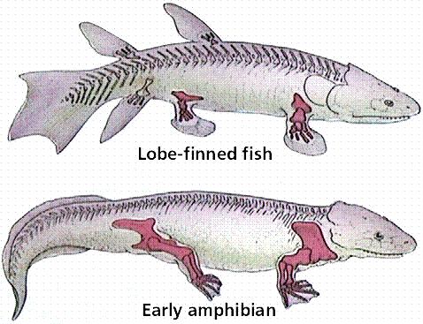 Razvoj Predvidoma so se razvile iz rib iz reda resoplavutaric (Crossopterygii). Prve dvoživke uvrščamo v skupino zavitozobcev (Labyrinthodonthia).