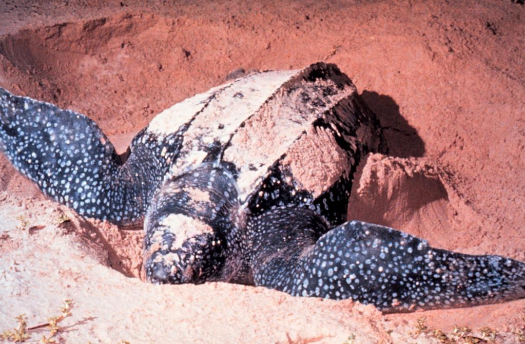 aligator Testudines (Želve) - orjaška usnjača Squamata (Luskarji