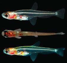 Nekaj osnovnih podatkov Ribe so ektotermni ( hladnokrvni ) vretenčarji, ki so prilagojeni na življenje v vodnem okolju, za vse je značilno da dihajo s škrgami.